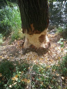 Un árbol afectado por los castores.