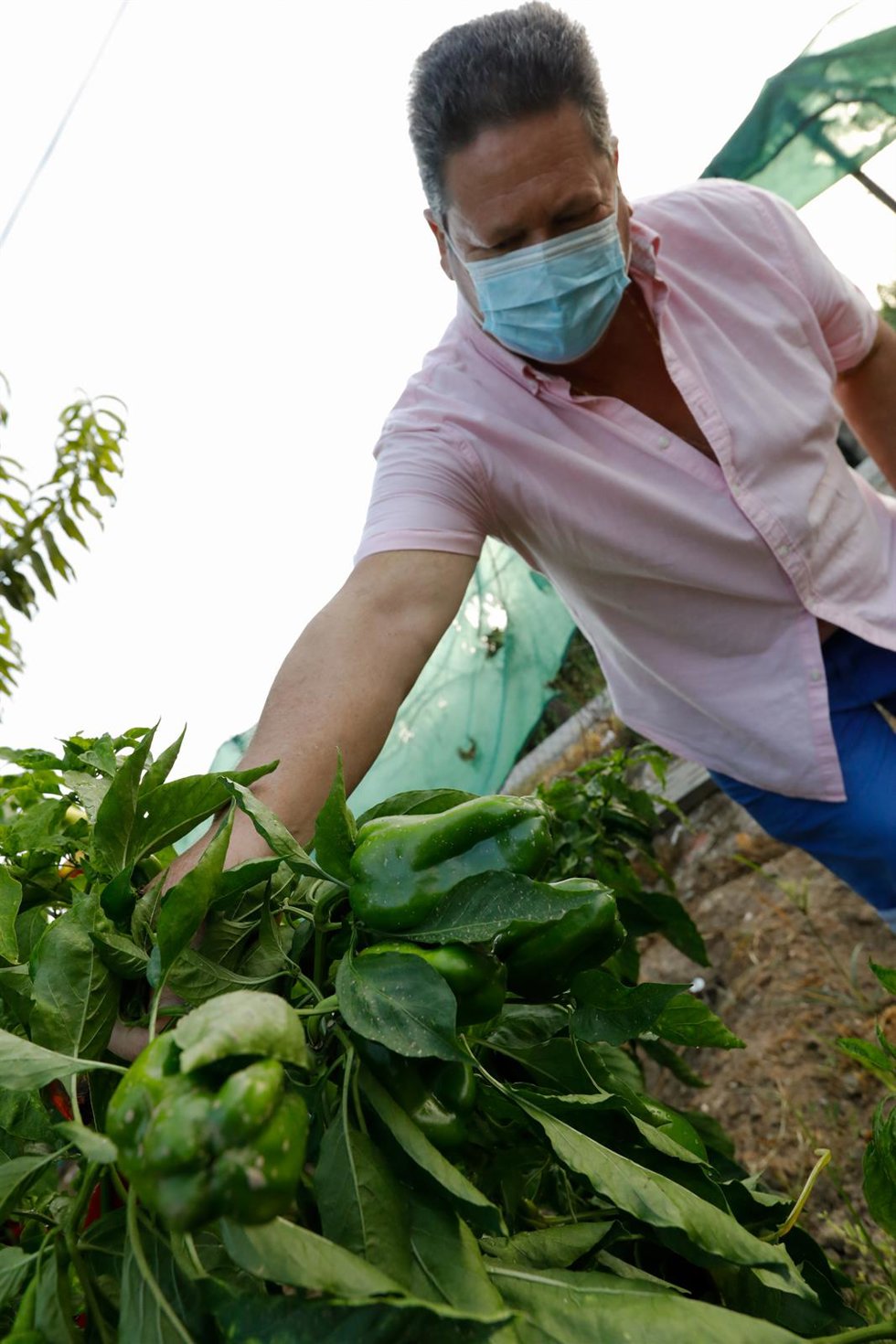 Archivo - Un agricultor cultiva pimientos en una huerta