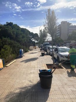 Siembra de árboles en Les Meravelles.