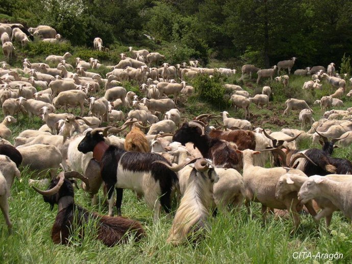 Rebaño de ovino en el Parque Natural de la Sierra y Cañones de Guara, en la provincia de Huesca.