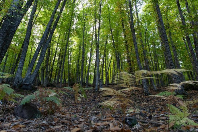 Árboles de El castañar de El Tiemblo, a 21 de octubre de 2021, en El Tiemblo, Ávila, Castilla y León, (España). 