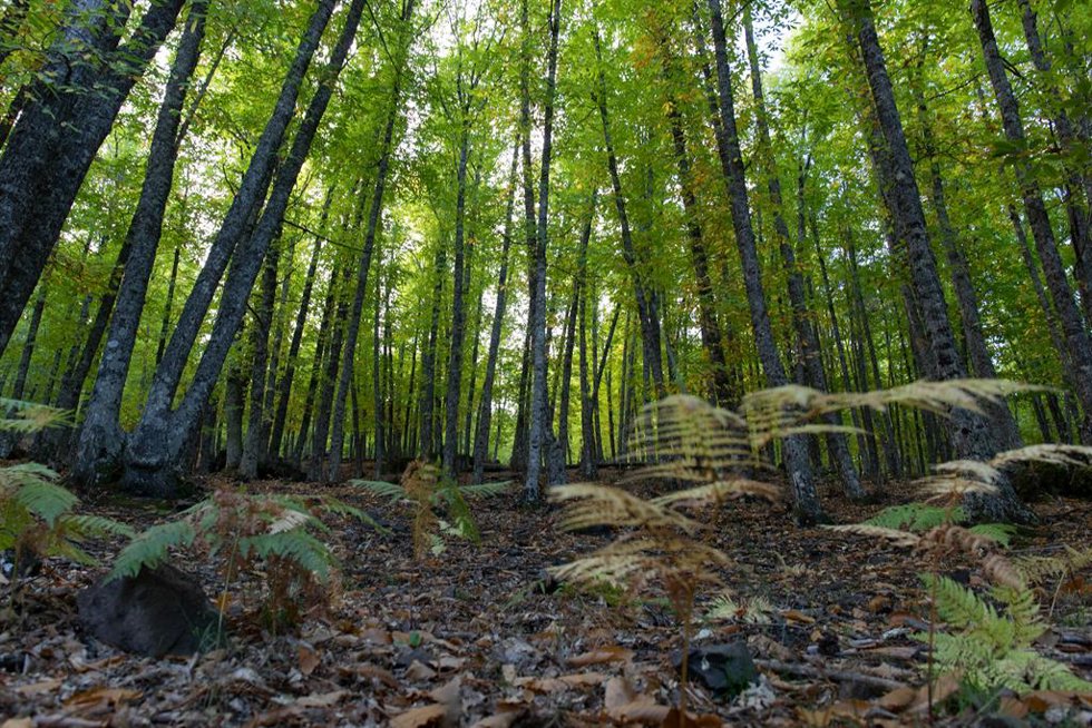 Árboles de El castañar de El Tiemblo, a 21 de octubre de 2021, en El Tiemblo, Ávila, Castilla y León, (España). El Castañar de El Tiemblo, considerado el bosque de castaños más extenso del Sistema Central, recibe visitas de todas partes del mundo para c