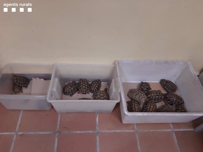 Imatge de les tortugues recuperades