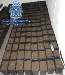 Habitación con plantas de marihuana descubiertas en la operación Jaula