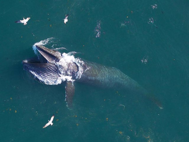 Ballena barbada gigante