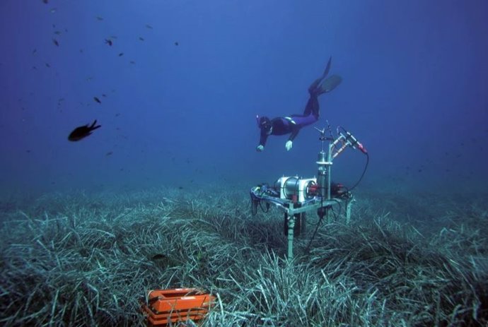 Un investigador que toma muestras en praderas de pastos marinos en el mar Mediterráneo. El dispositivo de medición determina el contenido de oxígeno en el fondo marino.