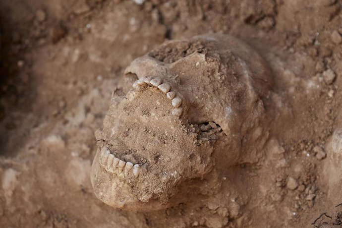 Archivo - Hallazgos de huesos encontrados en la búsqueda y exhumación de víctimas de la dictadura franquista, foto de recurso  