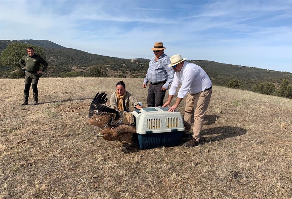 Devuelta al medio natural un águila imperial tras pasar por el Centro de Recuperación de Fauna 'El Chaparrillo'