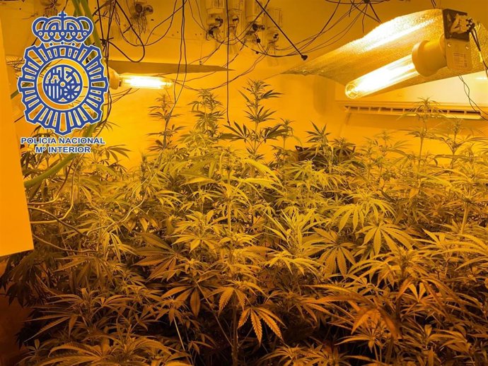 Plantas de marihuana localizadas en la vivienda que ocupaba el detenido.