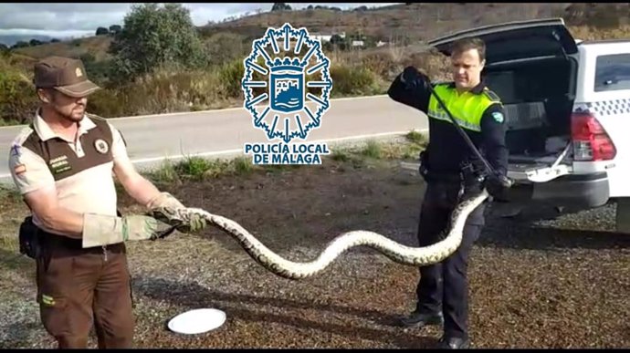 Un guarda rural y un agente del Grupona de la Policía Local de Málaga con la serpiente pitón capturada en los Montes de Málaga