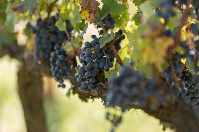 Archivo - Wine Enthusiast destaca Mas La Plana 2015 de Familia Torres como vino de guarda de 2021