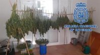 Siete detenidos de una red dedicada al cultivo intensivo de marihuana en viviendas de Málaga