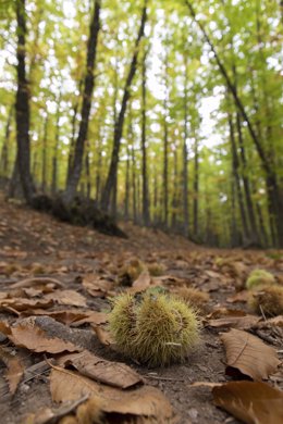 Castañas en el suelo perteneciente al castañar de El Tiemblo, a 21 de octubre de 2021, en El Tiemblo, Ávila, Castilla y León, (España). El Castañar de El Tiemblo, considerado el bosque de castaños más extenso del Sistema Central, recibe visitas de todas