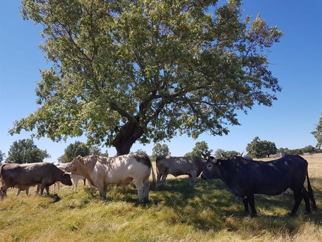 Archivo - Sector agroganadero.