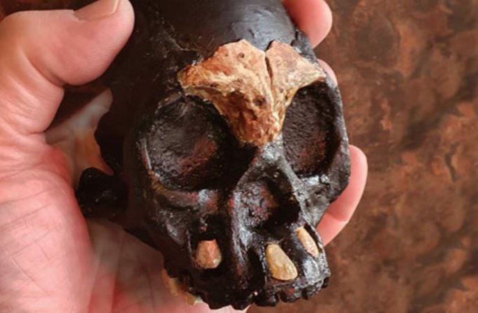 Aspecto del cráneo infantil de Homo naledi descrubierto en Sudáfrica