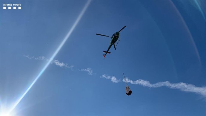 Los terneros se han trasladado uno a uno en helicóptero