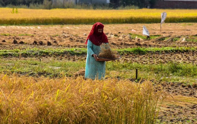 Archivo - Recogida de arroz a las afueras de Srinagar, India