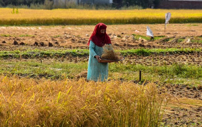 Archivo - 20 September 2021, India, Srinagar: A Kashmiri woman picks rice during the rice harvest in a field on the outskirts of Srinagar. India is one of the world's largest producers of white and brown rice, accounting for 25\% of global rice producti