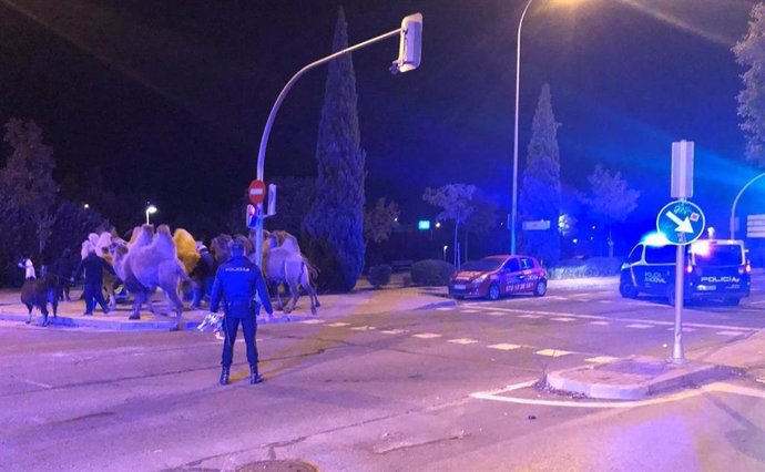 Agentes de la Policía localizan a 8 camellos y una llama que paseaban por calles de Carabanchel tras escaparse de un circo