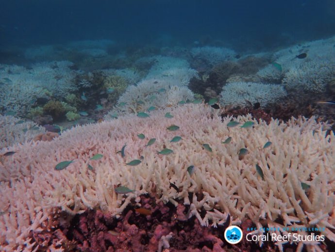 La Gran Barrera de Coral se blanqueó por última vez a principios de 2020, al final del mismo verano caluroso que provocó incendios forestales masivos en Australia.