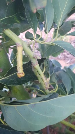 Ramas con indicios de que han arrancado aguacates, en una explotación de Benifaió (Valencia).