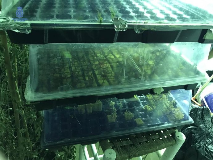 Plantación de marihuana hallada en Ibiza.