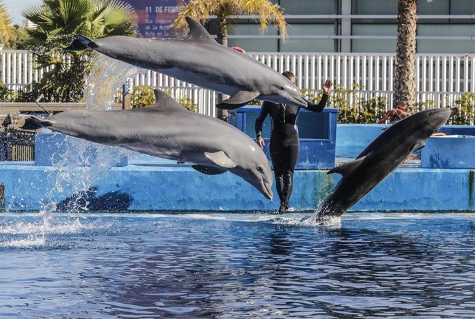 Varios delfines en el delfinario de la Fundación Oceanogrfic. 