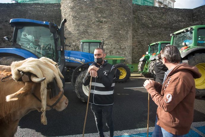 Un ganadero con sus vacas, antes de comenzar la tractorada convocada por Agromuralla en Lugo para exigir mejor precio de la leche, a 4 de noviembre de 2021, en Lugo, Galicia (España). La tractorada en la que han participado 1.000 personas y 22 tractores