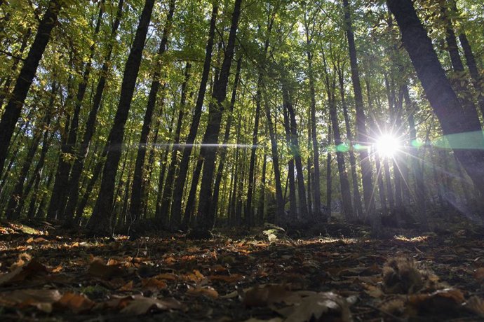 Árboles de El castañar de El Tiemblo, a 21 de octubre de 2021, en El Tiemblo, Ávila, Castilla y León, (España). 