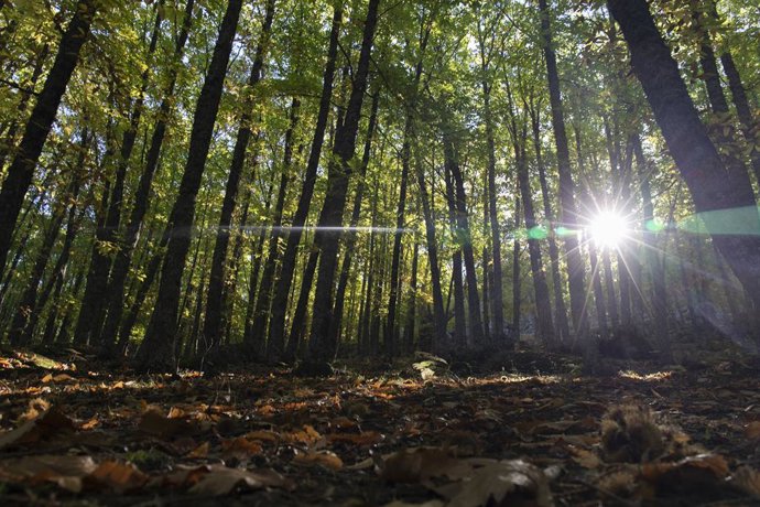 Árboles de El castañar de El Tiemblo, a 21 de octubre de 2021, en El Tiemblo, Ávila, Castilla y León, (España). El Castañar de El Tiemblo, considerado el bosque de castaños más extenso del Sistema Central, recibe visitas de todas partes del mundo para c