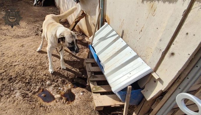 La Policía Local de Logroño rescata a dos mastines a quienes su dueño los mantenía sin ningún tipo de cuidados