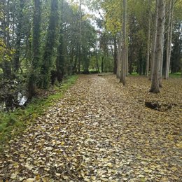 Imagen de las hojas caídas en otoño en el paseo do Anallóns, en Carballo (A Coruña) el pasado 17 de octubre