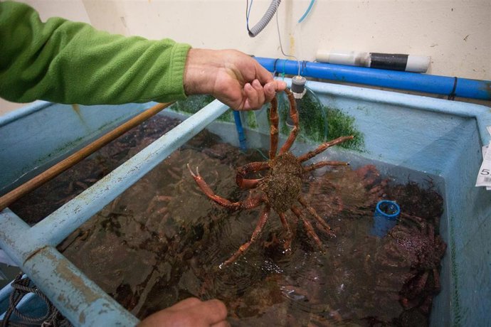 Archivo - Un pescador jubilado y patrón del Costa de Africa muestra una centolla antes de vender el género en la Lonja de Burela, Lugo, Galicia (España), a 18 de diciembre de 2020. El pasado 30 de noviembre comenzó la campaña extractiva de la centolla y