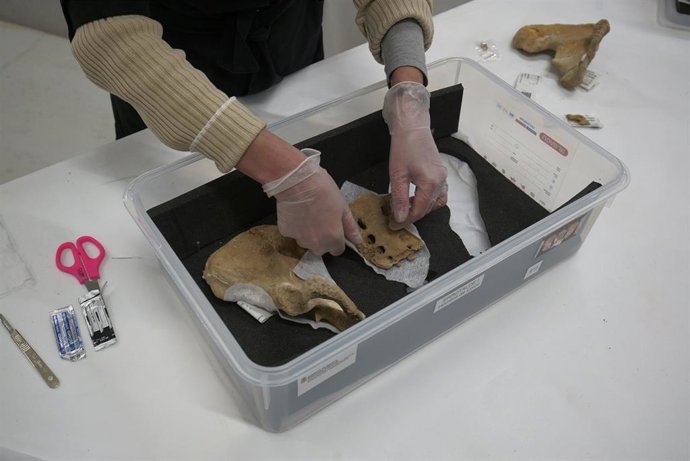 Estudio de los restos del Hombre de Loizu