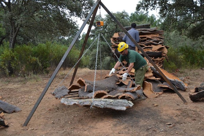 Archivo - Aroche concentra la producción del corcho de 2018 en Huelva con 50.000 kilos.