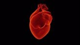 Foto: Las terapias dirigidas a las ceramidas podrían tratar las enfermedades cardiometabólicas