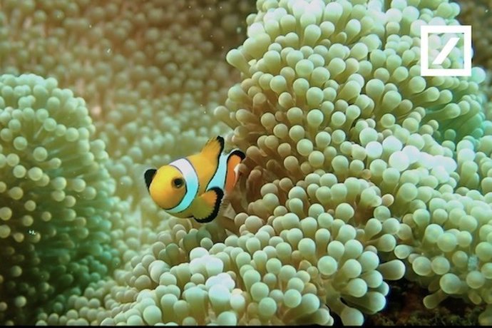 Fondo Filantrópico de Resiliencia Oceánica.