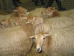 Archivo - Oveja Latxa