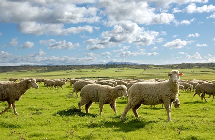 Archivo - Un rebaño de ovejas en una finca extremeña