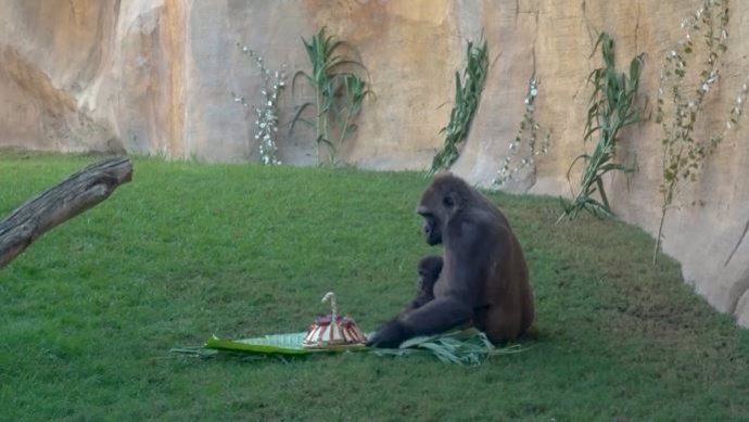 Ekan, el primer gorila nacido en Andalucía celebra su primer cumpleaños