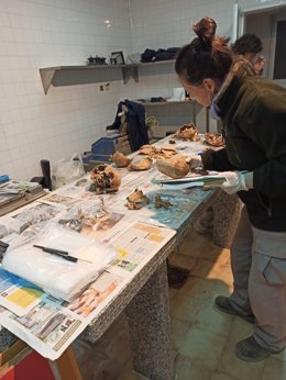 Análisis de restos encontrado en la segunda fase de excavaciones en Son Coletes.