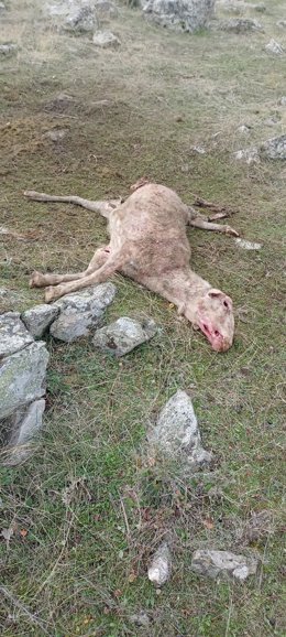 Ataque de lobos a ovejas en Atienza.