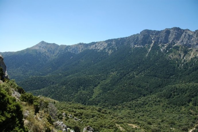Bosque de pinsapares investigados en Ronda (Málaga).