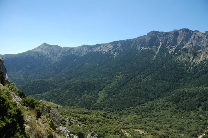 Bosque de pinsapares investigados en Ronda (Málaga).
