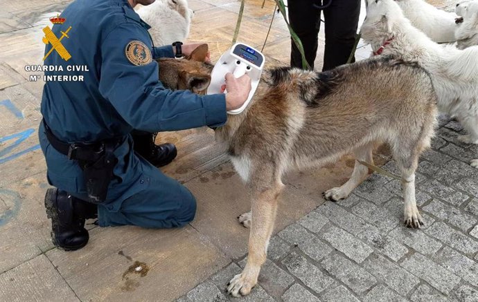 Actuación del Seprona