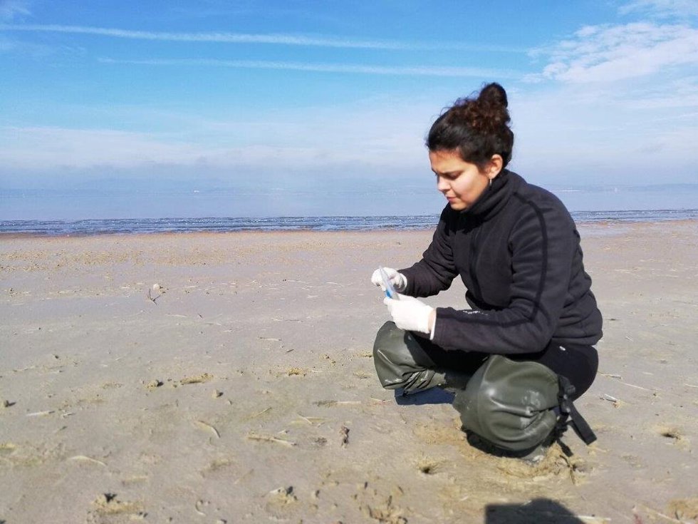 La investigadora Dayana Jarma tomando muestras de heces de aves