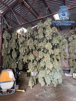 Cogollos de marihuana incautados en Mascaraque (Toledo).