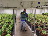 Intervenidas más de 5.000 plantas de marihuana en una nave industrial de Maracena (Granada)