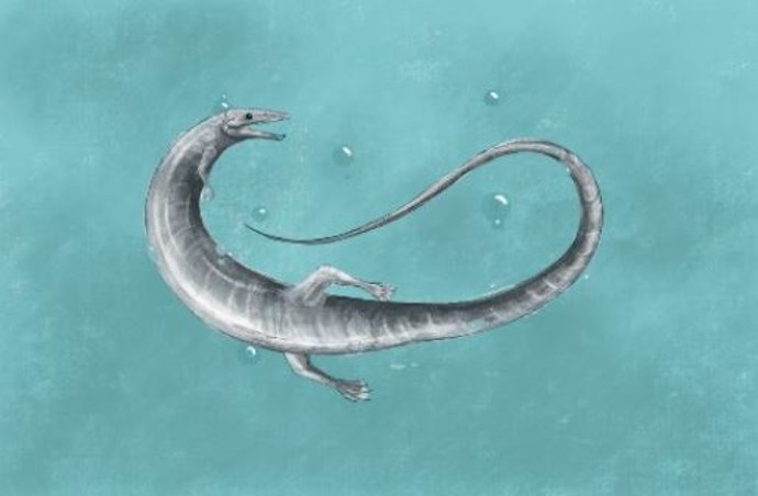 Pleurosaurus del Jurásico tardío, hace unos 150 millones de años, del sur de Alemania, un notable ryncocéfalo nadador de cuerpo largo.