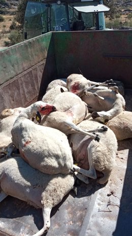 Archivo - Ovejas muertas tras el ataque de un lobo en Zamora.